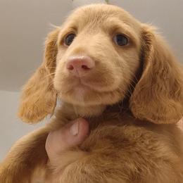 Rudolph - Red male Dachshund puppy in Pahrump, Nevada from Heaven Sent Doxies