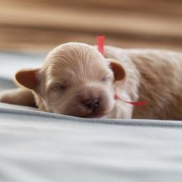 Mr. Red Collar - Cream male Maltipoo puppy in Springtown, Texas from North Texas Puppies