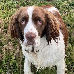 Daisy - English Springer Spaniel