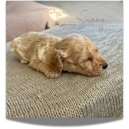 Sunny - Cream male Yorkipoo puppy in Dothan, Alabama from Emerald City Poodles & Doodles