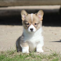 American Corgi, French Bulldog, and Pembroke Welsh Corgi Puppies from Moonstone Corgis & Frenchies