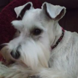 Miniature Schnauzers from Lenora's Mini Schnauzers