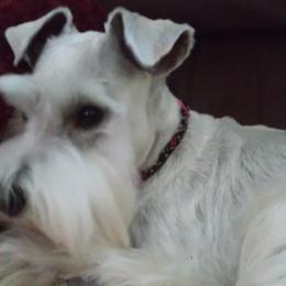 Miniature Schnauzers from Lenora's Mini Schnauzers