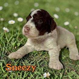 Sneezy - Parti male Poodle puppy in Pink Hill, North Carolina from Boodle's Standard Poodles