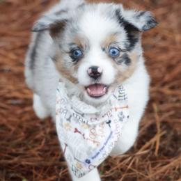 Australian Shepherd, Miniature American Shepherd, Miniature Australian Shepherd, and Toy Australian Shepherd Puppies from TK Standard, Mini, & Toy Aussies