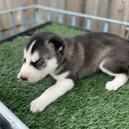 Siberian Husky Puppies from Husky Love and Pups