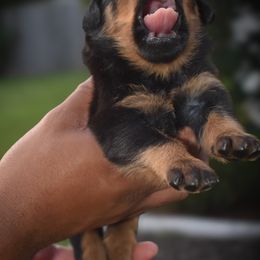 Rottweiler Puppies from Von Schwarze Karte Rottweilers