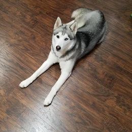 Siberian Husky All Grown Up from Greens 5 Acres Huskies