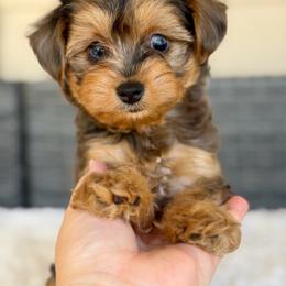 Milo - Merle male Yorkipoo puppy in Hardin, Texas from Oodlesoflildoodles
