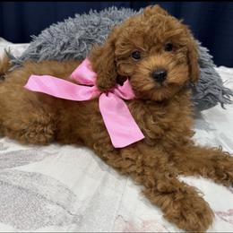 Tesla - Poodle