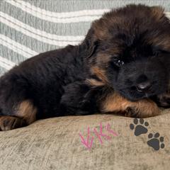 Long coat German shepherd - Black and red female German Shepherd puppy in Watervliet, Michigan from Von Kingsburg Shepherds