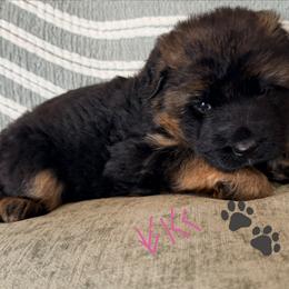 Long coat German shepherd - Black and red female German Shepherd puppy in Watervliet, Michigan from Von Kingsburg Shepherds