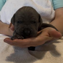 Girl 3 - Fawn female Cane Corso puppy in Dayton, Oregon from BlackStar Cane Corso