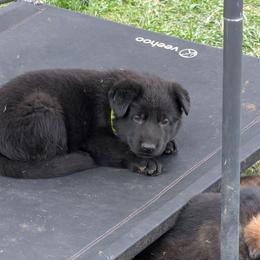 Green - Black male German Shepherd puppy in Motley, Minnesota from Von Thomson Haus