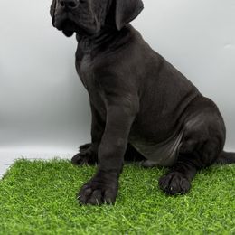 Great Dane Puppies from Top Brackett Danes