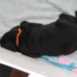 Labrador Retriever Puppies from Gentry Labs
