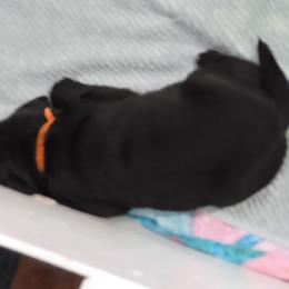 Labrador Retriever Puppies from Gentry Labs