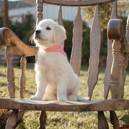 Golden Retrievers from Kaweah Oaks Golden Retrievers