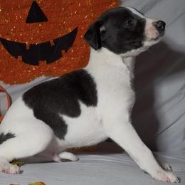 Boog - White and black male Whippet puppy in London, Kentucky from Hertzog  Whippets
