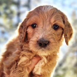 Bernedoodles and Goldendoodles from Ten Acre Wood Doodles