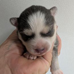 Girl 2 - Blue female Pomsky puppy in Spring Hill, Florida from www.PuppyTimeEmporium.com