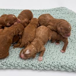 Haribo - Red  male Goldendoodle puppy in Sunman, Indiana from Brunsman Country Doodles LLC