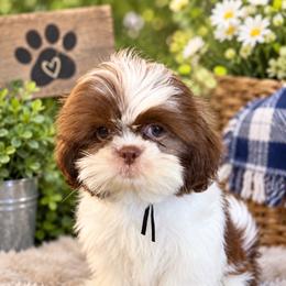 Turner - Liver and white male Shih Tzu puppy in Kettering, Ohio from The Ruff Life Tribe