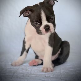 Boston Terrier Puppies from Bluewater Bostons