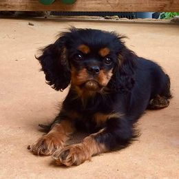 Cavalier King Charles Spaniel Puppies from Malikim Cavaliers