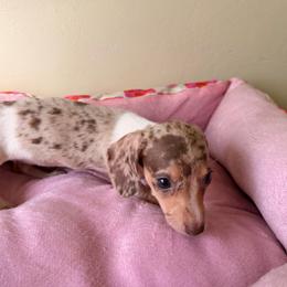 Bella - Dapple female Dachshund puppy in Magnolia, Texas from Carrie’s Countryside Dachshunds