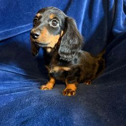 Tabby-little-Abby - Black and tan female Dachshund puppy in Kennebec, South Dakota from Lila's Dachshunds