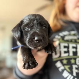 Blue collar, Male - Black male Labrador Retriever puppy in Moore, Oklahoma from Okiehuntinboyz Labrador Retrievers