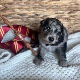 Draco Malfoy - Blue merle male Bordoodle puppy in Valley Center, California from Circle R Valley Farms