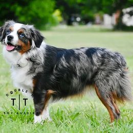 Swazie - Toy Australian Shepherd