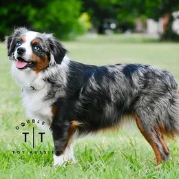 Swazie - Toy Australian Shepherd