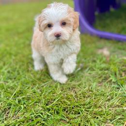 Starburst - Caramel red female Australian Labradoodle puppy in Calhoun, Louisiana from Arrowhead Australian Labradoodles