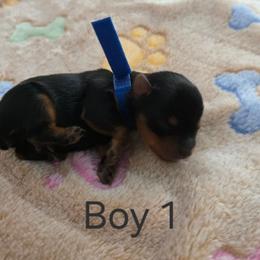 Boy 1 - Black and tan male Yorkshire Terrier puppy in Toledo, Ohio from Laura's Yorkshire Terriers