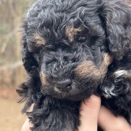 Noodle - Phantom Bernedoodle puppy in Broadway, North Carolina from Dixie’s Darling Doodles