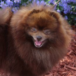 Diego - Brindle male Pomeranian puppy in Midland, Michigan from A&M Pomeranians