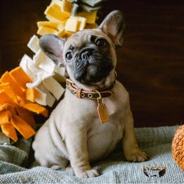 Chloe - Fawn French Bulldog puppy in High Springs, Florida from PDR Frenchies