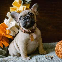 Chloe - Fawn French Bulldog puppy in High Springs, Florida from PDR Frenchies