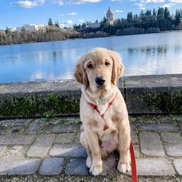 Golden Retrievers from Graham Goldens