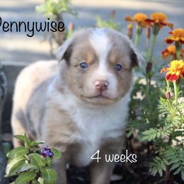 Miniature Australian Shepherd Puppies from Lavish Luxuries Mini and Toy Australian Shepherds