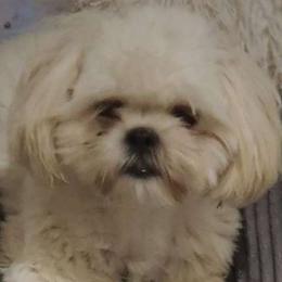 Gabi - Shih Tzu