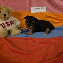 Girl 1 - Blue and gold female Yorkshire Terrier puppy in Colton, Oregon from Yorkies & More R US