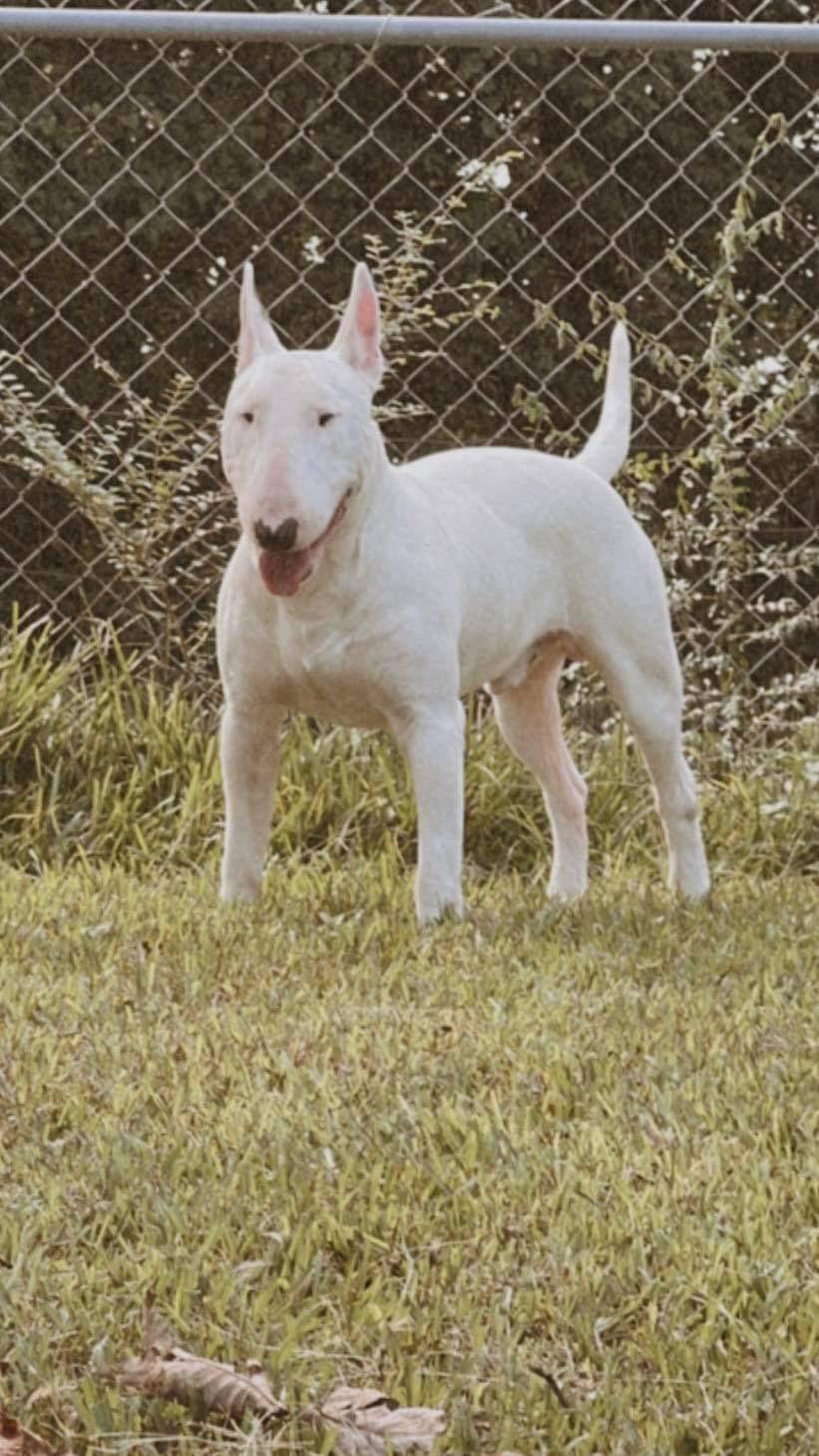 Ruger