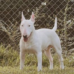 Ruger - Bull Terrier