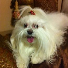 Maltese from Maltese Mommie Maltese