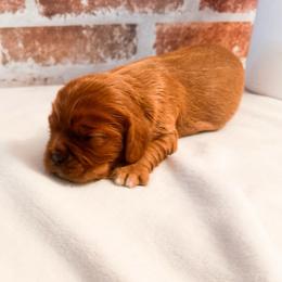 Skittles - Ruby female Cavalier King Charles Spaniel puppy in Tolleson, Arizona from Pixie Dust Cavaliers