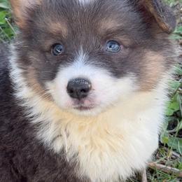 Male3 Bliue Bobbie - Blue male Pembroke Welsh Corgi puppy in Heyworth, Illinois from Schumaker Corgis